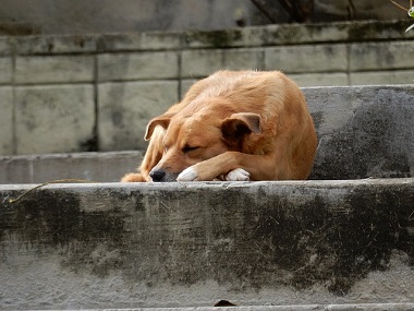 Śpiący na schodach bezdomny pies