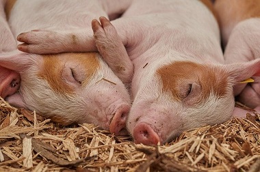 Zdjęcie śpiących świń