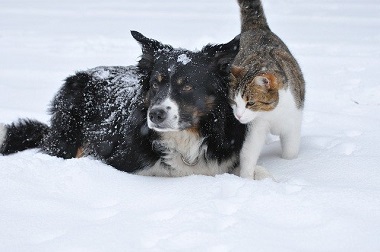 Pies i kot w śniegu